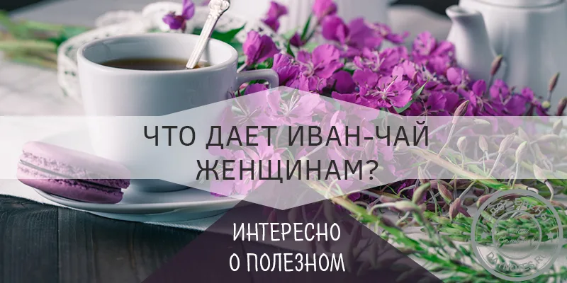 иван чай полезные свойства для женщин