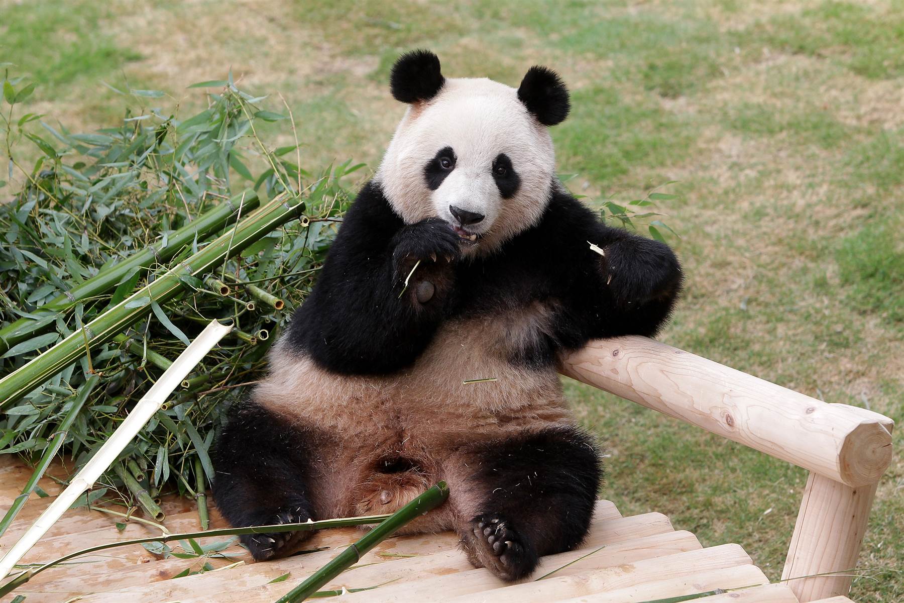 Живая панда цена в россии. Животный мир Кореи. Животные Южной Кореи. Животный мир Кореи . Панда. Настоящие панды.