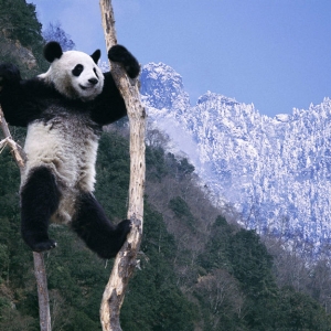 настоящая панда