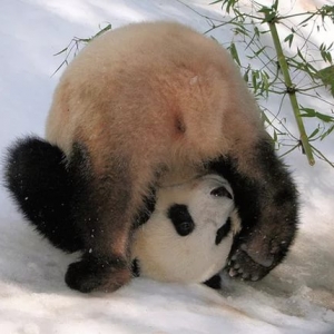 настоящая панда