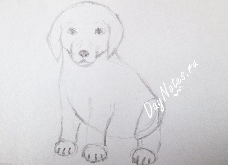 как нарисовать собаку карандашом поэтапно для начинающих детей