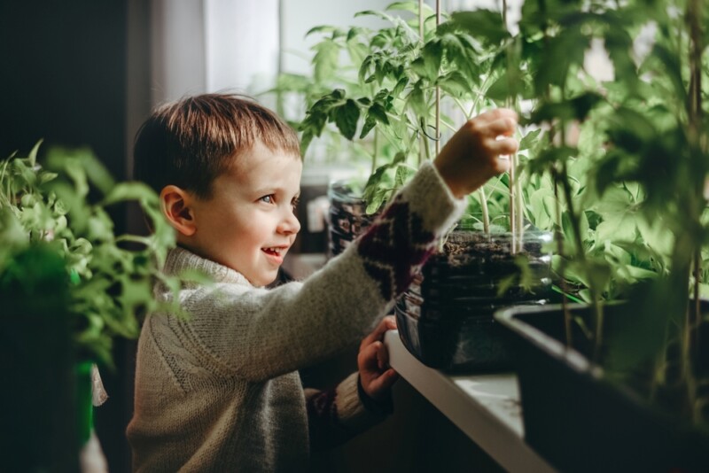 Огород на подоконнике: выращиваем растения с детьми