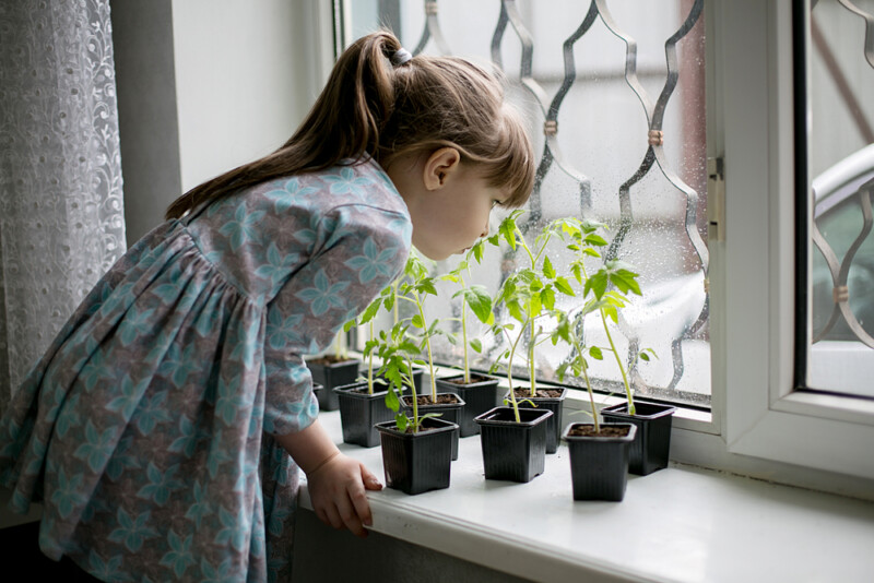 Огород на подоконнике: выращиваем растения с детьми